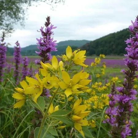 펜션 In Hessen Mit Grossem Garten *