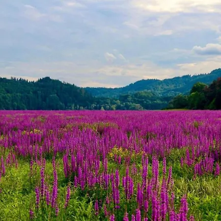 펜션 In Hessen Mit Grossem Garten Buchenberg (Hessen)