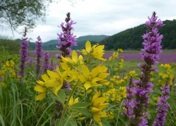 Holiday home In Hessen Mit Grossem Garten *